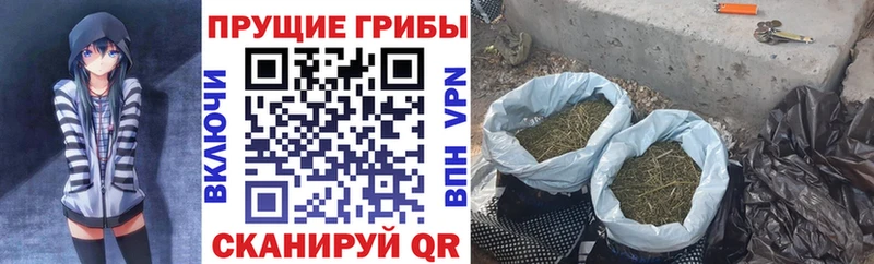 Псилоцибиновые грибы Psilocybine cubensis  Серафимович 